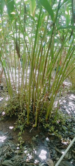Cardamom plants growing in shade at the estate