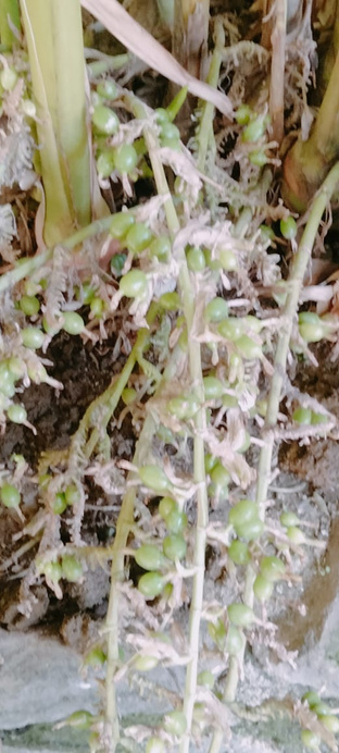 Cardamom plants on the estate